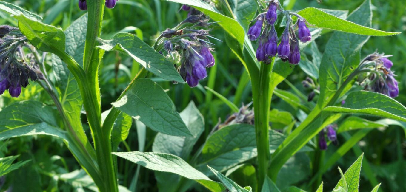 Safely Growing Comfrey in the Garden – Mother Earth News - Vimarsana News